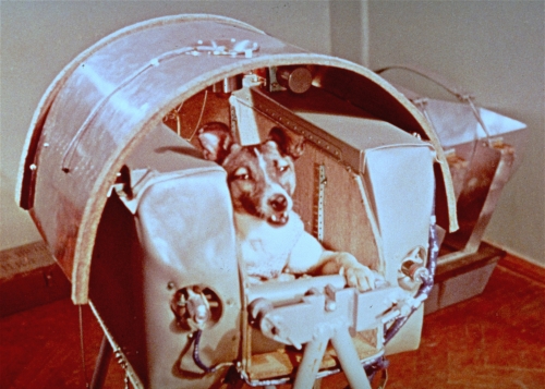 https://sgugit.ru/our-university/structural-subdivisions/centers/educational-scientific-center-planetarium/astronomical-news/the-first-dog-astronaut/132.jpg